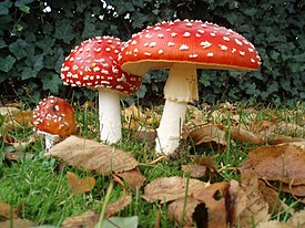 Мухомор красный | Amanita muscaria