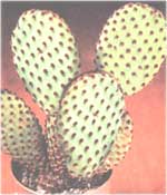 Опунция рыже-красная - Opuntia rufida 