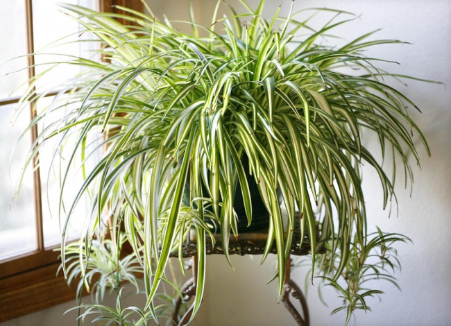 Растения для очистки воздуха