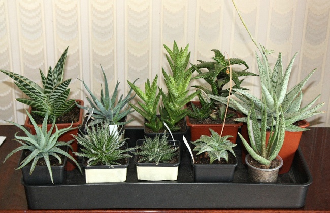 Растения для очистки воздуха