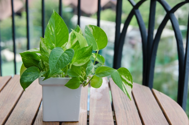 Аглаонема - Растения для очистки воздуха