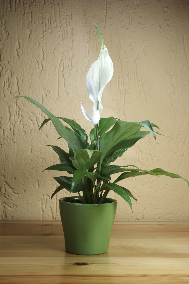 Спатифиллум («лилия мира») - Растения для очистки воздуха