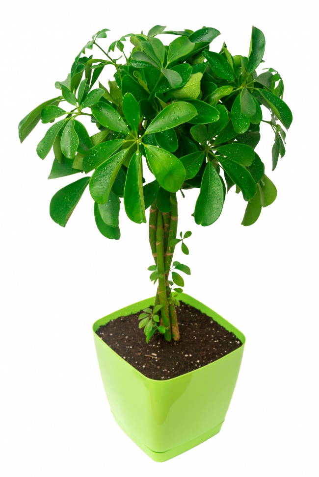 Шеффлера - Растения для очистки воздуха