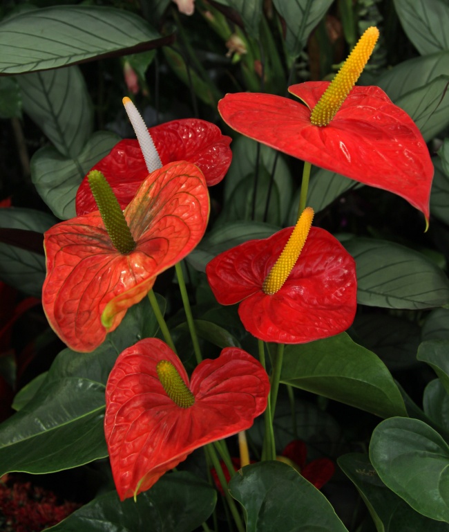Антуриум Андре («лилия фламинго») - Растения для очистки воздуха