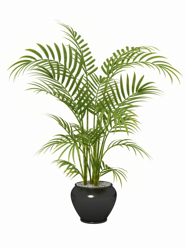Бамбуковая пальма - Растения для очистки воздуха