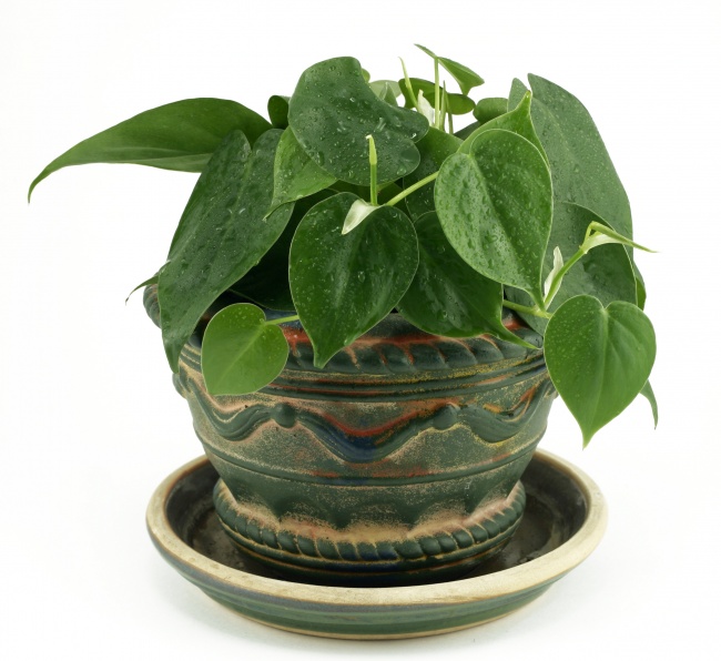 Филодендрон - Растения для очистки воздуха