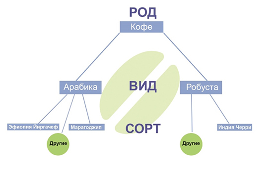 Сорта кофе