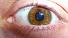 Болотный глаз - Виды цветов глаз