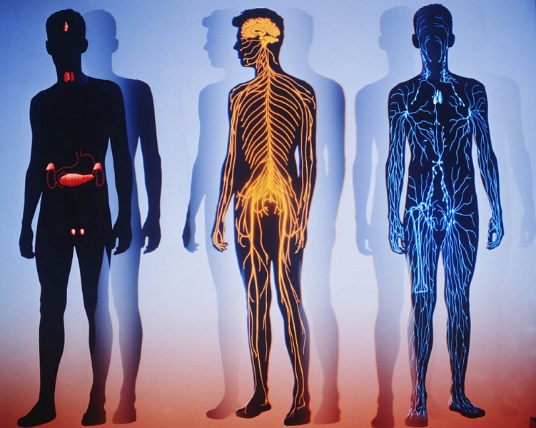 Невероятные факты о человеческом теле. Функции организма