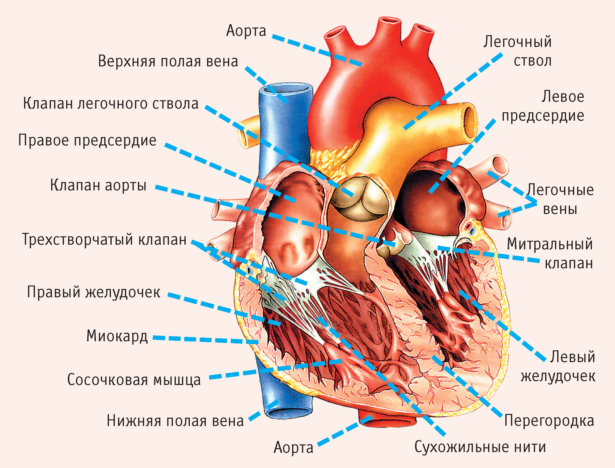 11 симптомов, указывающих на серьезные проблемы с сердцем