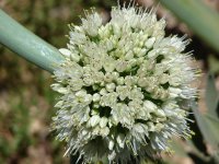 Лук батун - Allium fistulosum