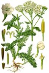 Тысячелистник обыкновенный - Achillea millefolium