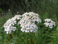 Тысячелистник обыкновенный - Achillea millefolium