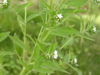 Воробейник краснокорневой – Lithospermum crythrorhizon L.