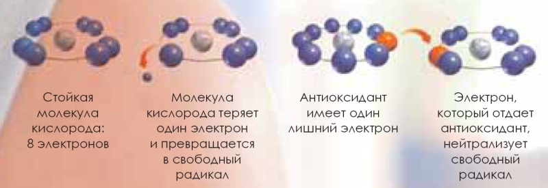 Антиоксиданты в продуктах питания