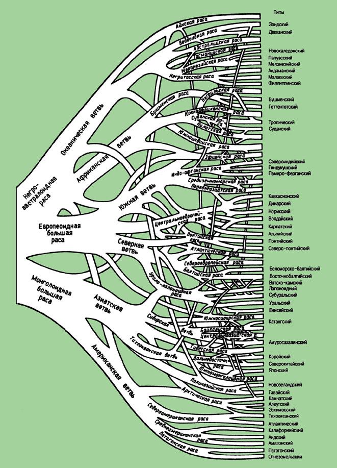 Расовое древо по Дебецу (1958)
