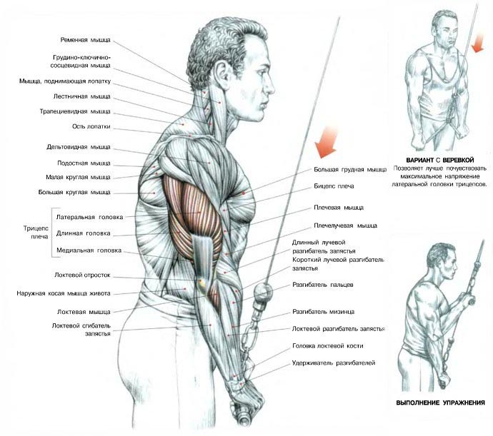 Разгибание рук на верхнем блоке стоя - Упражнения для трицепсов