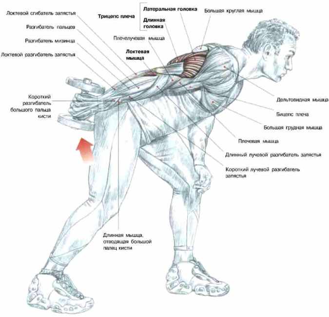 Разгибание руки с гантелью в наклоне - Упражнения для трицепсов
