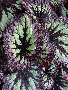 Бегония королевская Begonia rex