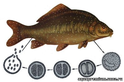 болезни рыб